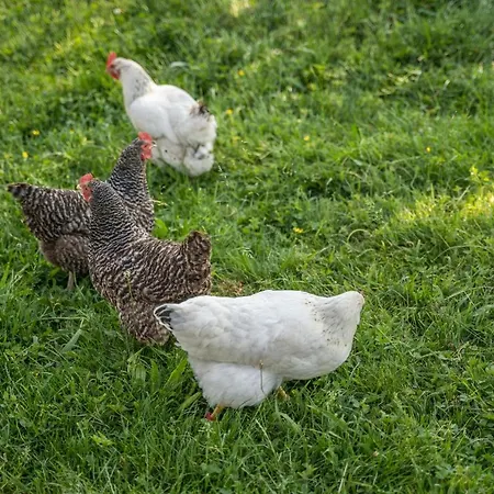 公寓 克劳森坦森霍夫公寓 *