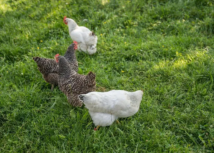 Klausenhansenhof Lejlighed *